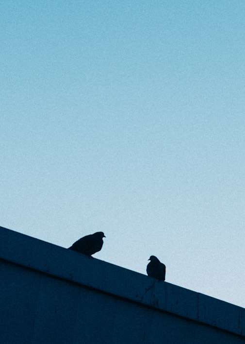 /projects/photography/2019_winter_montreal/pigeons_tell_the_truth.jpg